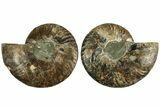 Cut & Polished, Agatized Ammonite Fossil - Madagascar #212858-1